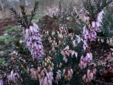 Erica carnea April Charme